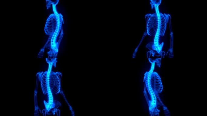人体骨骼系统解剖动画概念的脊柱