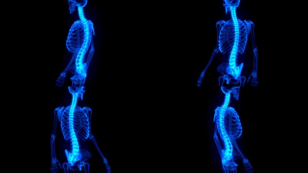 人体骨骼系统解剖动画概念的脊柱