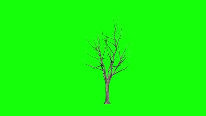 风中的日本死枫树。绿屏阿尔法。美国股票视频，树，色度键，