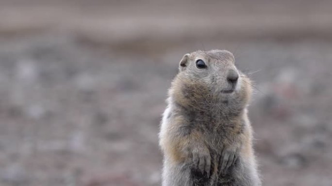 野生动物北极地鼠，仔细看着相机。松鼠科好奇属啮齿动物的肖像