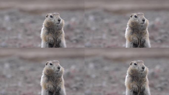 野生动物北极地鼠，仔细看着相机。松鼠科好奇属啮齿动物的肖像