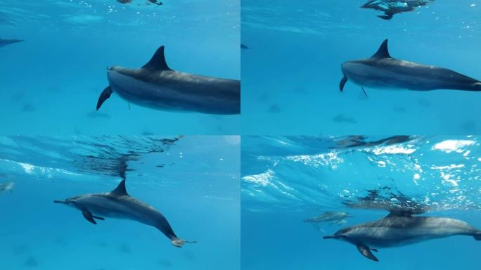 海豚在蓝色的水面下非常近地游泳。旋转海豚 (Stenella longirostris)，水下镜头，