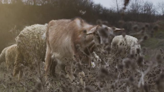 在草地上放牧的山羊和绵羊的特写视频