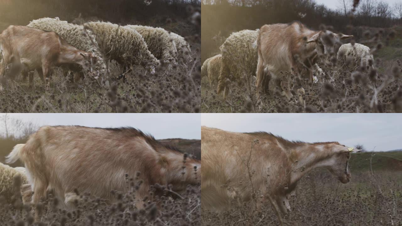 在草地上放牧的山羊和绵羊的特写视频