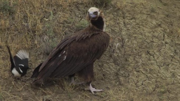 黑美洲鹫 (Aegypius monachus) -阿塞拜疆