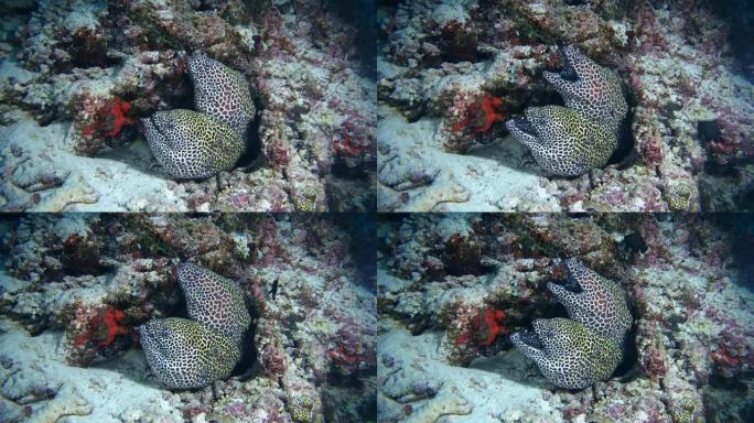 两个蜂窝状海鳗-裸胸。印度洋，马尔代夫
