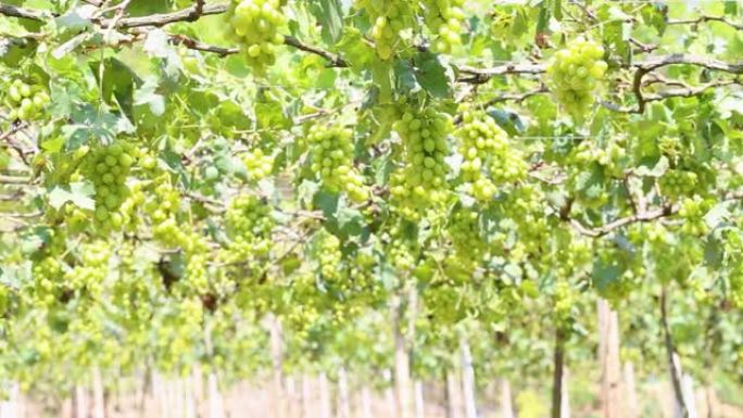 泰国葡萄园的绿色葡萄藤。葡萄处于成熟阶段。阳光穿过绿色的葡萄园。