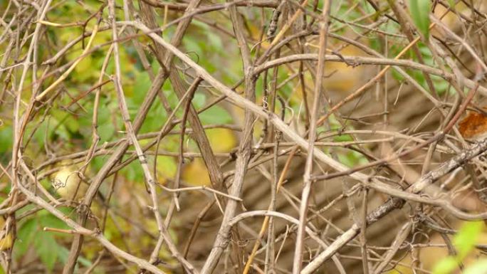 秋天的松林莺希望在bokeh背景上的光枝上