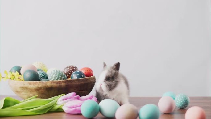 桌上可爱的复活节兔子，五颜六色的鸡蛋和郁金香。复活节节日装饰品。