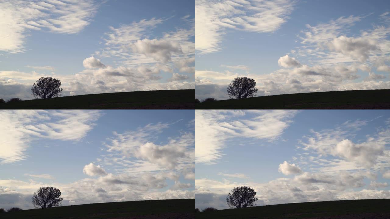 大风中的树木，多云的天空