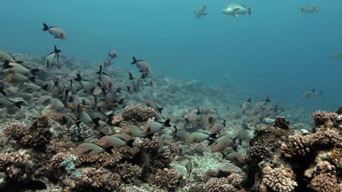法属波利尼西亚大溪地附近的毛利人鲷鱼。海洋生物，鱼类在海洋珊瑚礁附近游泳。在清澈的水中潜水-4K