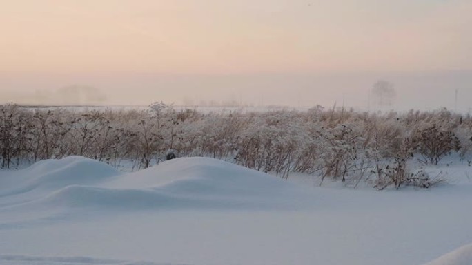 在一层雪下的田野里干草。美丽的冬季风景。