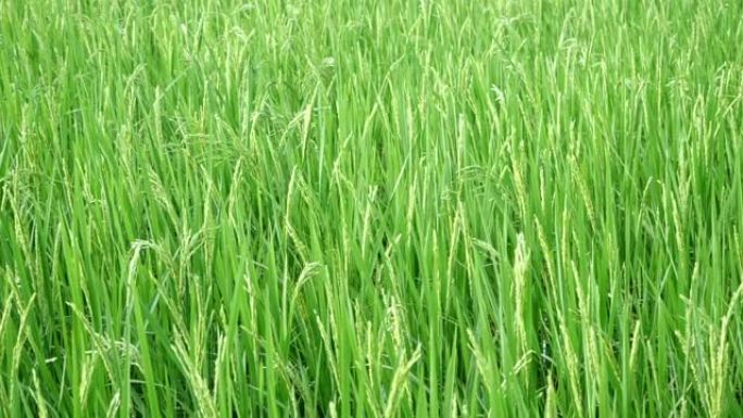 绿色或年轻的水稻作物，慢动作的水稻秸秆在风中摇曳，泰国的稻田