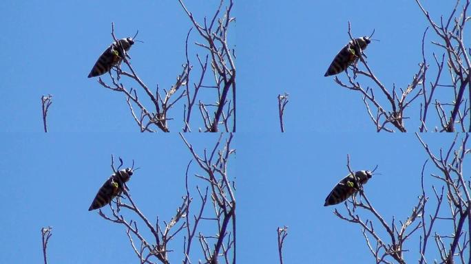 金属木孔甲虫或巨型金属木耳虫 (Euchroma gigantea)