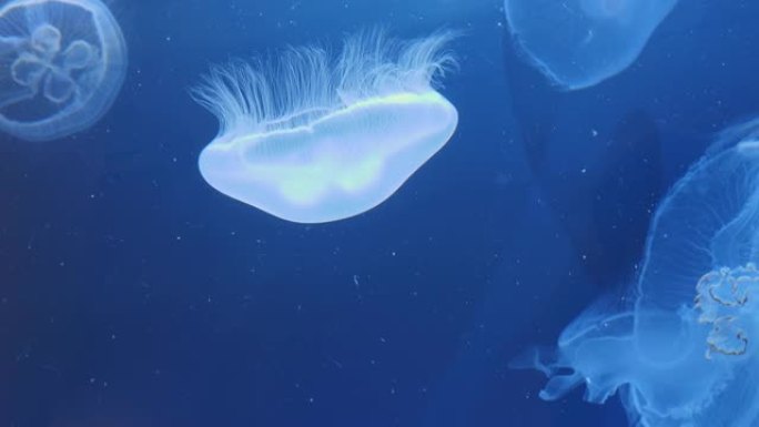 月亮水母的特写水母游动白色水母浮游生物