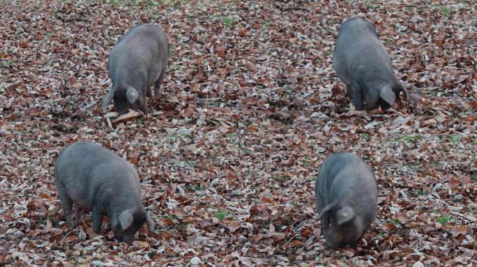 贾布戈的伊比利亚猪在栗叶之间狂奔，秋天的塞拉德阿拉塞纳，韦尔瓦