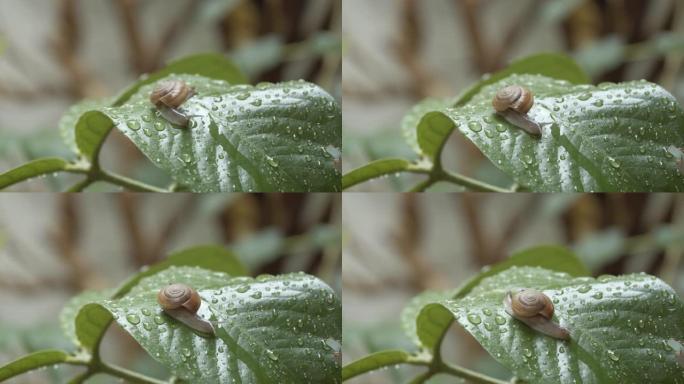 雨后白色花园蜗牛在潮湿的叶子上爬行，特写镜头