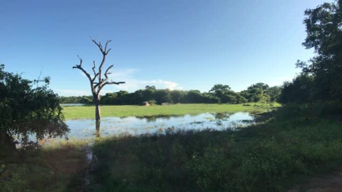 斯里兰卡亚拉，湖中枯树