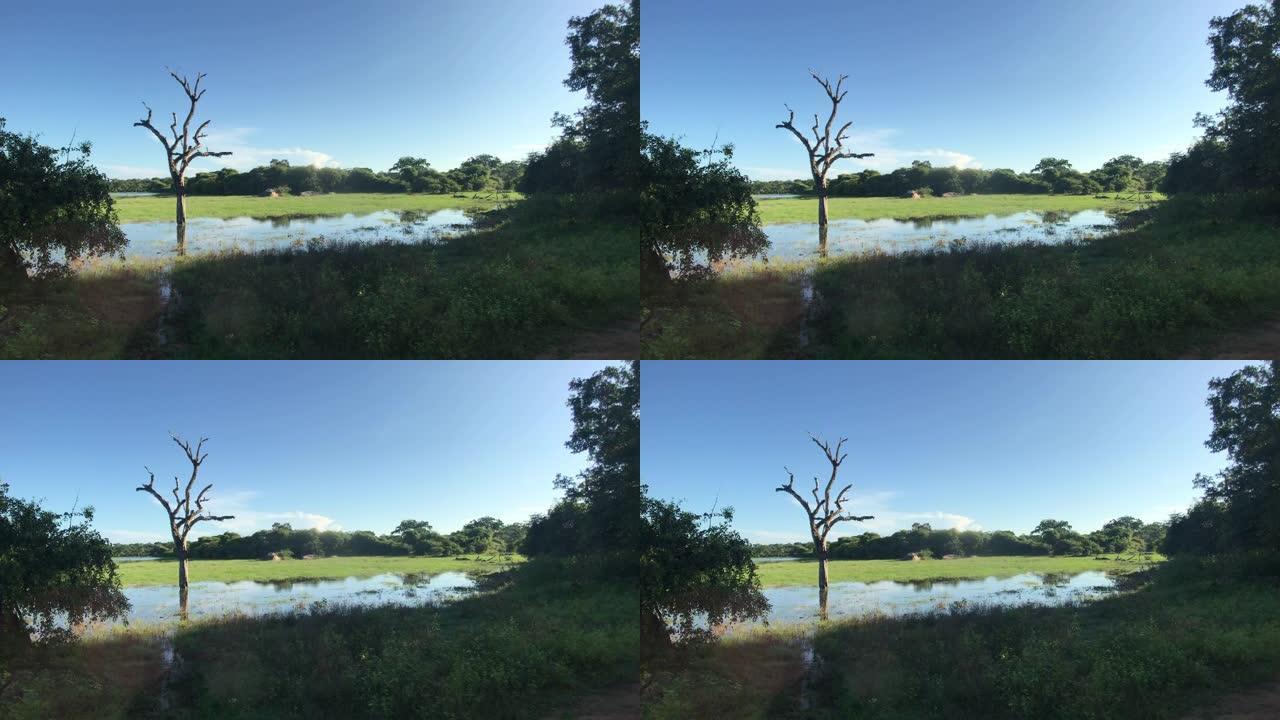 斯里兰卡亚拉，湖中枯树