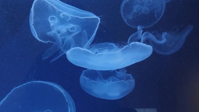 月亮水母的特写白色水母游动浮游生物