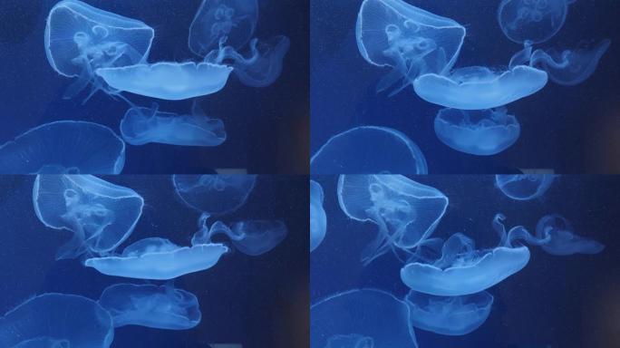月亮水母的特写白色水母游动浮游生物
