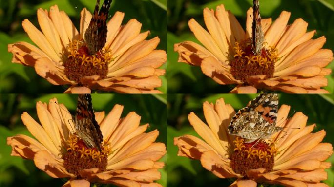 桃色花躺在阳光下，是蝴蝶的觅食地