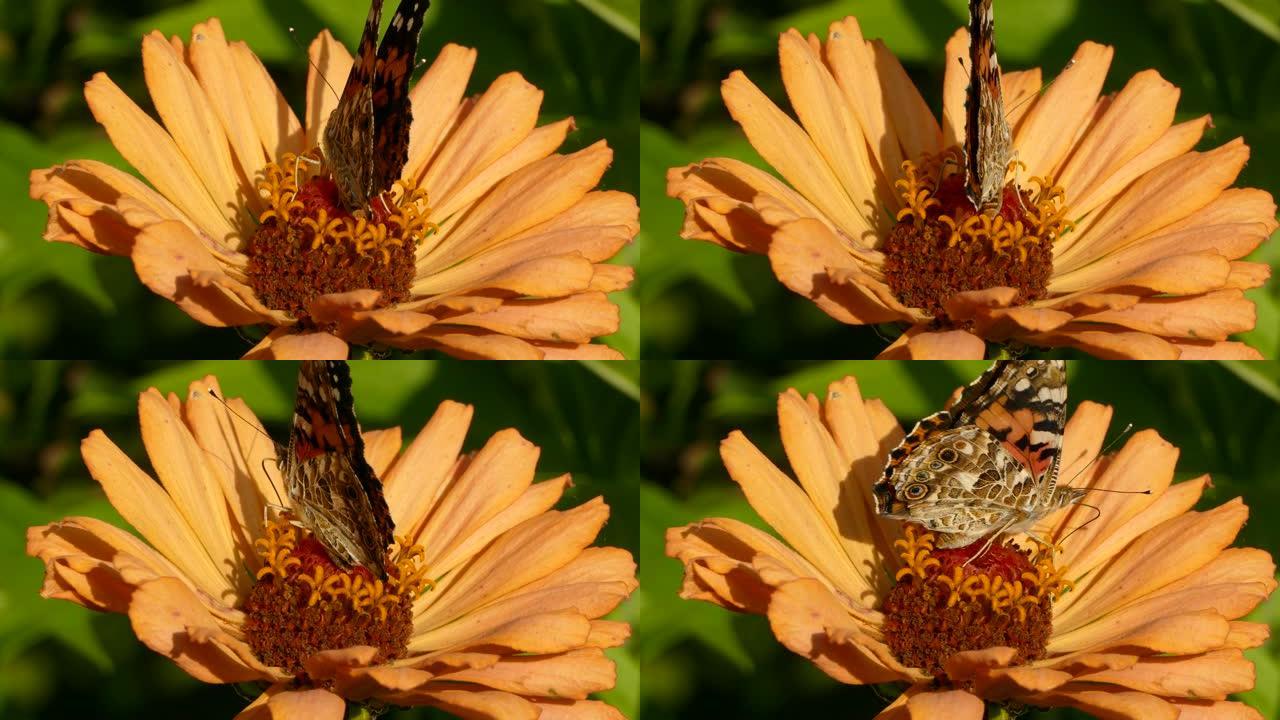 桃色花躺在阳光下，是蝴蝶的觅食地