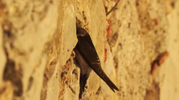 Common house martin - Delichon urbicum或northern ho