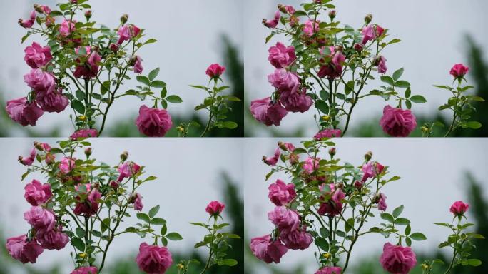 阴云密布的天空中，湿的粉红色玫瑰的喜怒无常的镜头。