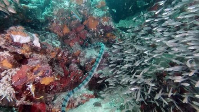 在水下珊瑚礁上狩猎致命的海妖 (Laticauda colubrina)