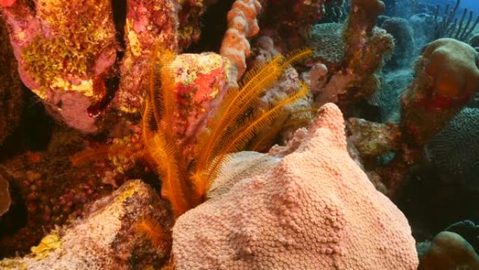 加勒比海/库拉索岛珊瑚礁的海景，珊瑚，海绵和金色海棠