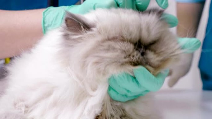 波斯猫在兽医诊所接受兽医的任命。4K