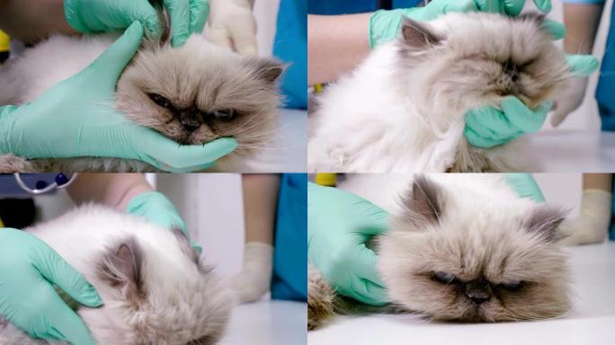 波斯猫在兽医诊所接受兽医的任命。4K
