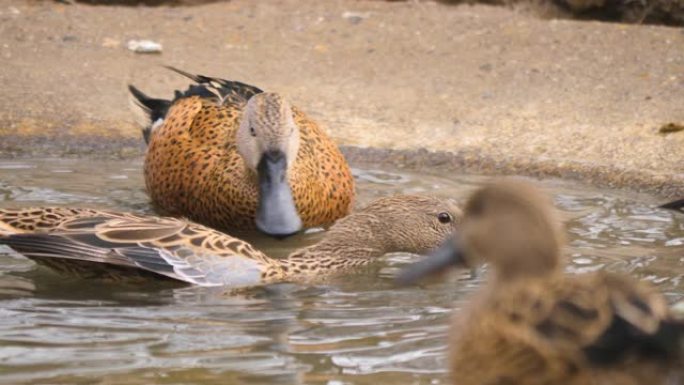 两只鸭子在一个小鸟浴中的特写