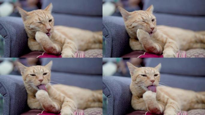 躺在沙发上时，红色虎斑猫梳理自己的特写镜头。