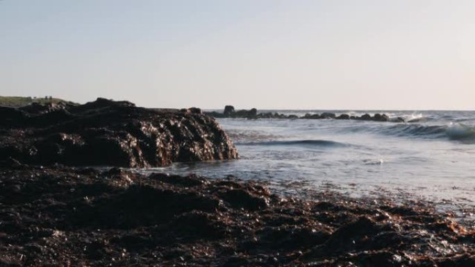 大浪海藻海岸近景。地中海受污染的海滩。被污染的海洋