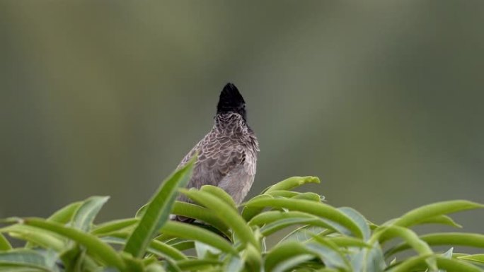 斯里兰卡红色通风的bulbul