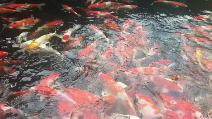 锦鲤鱼在水族馆游泳，花式鲤鱼，俯视图