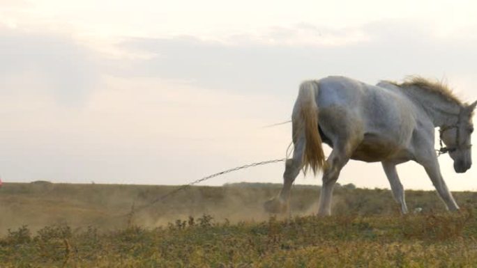 牧场上系着白马。草地上的马放牧和奔跑