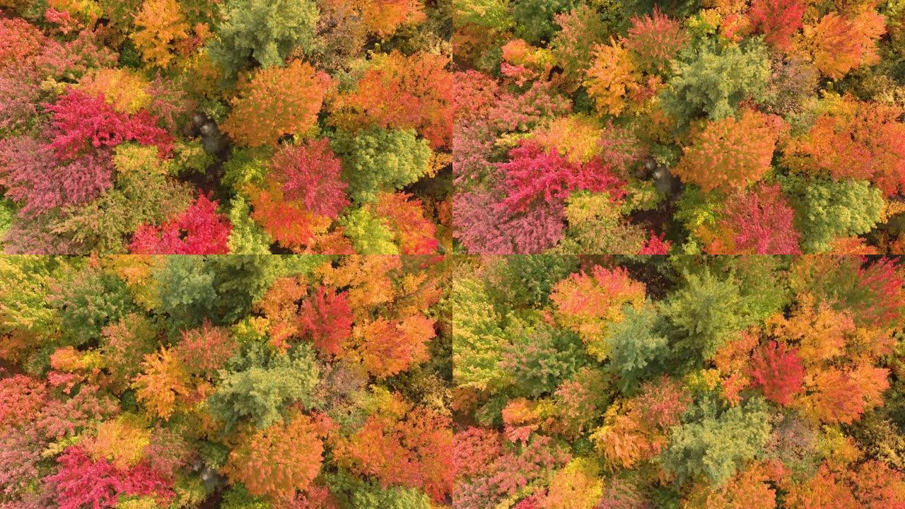 秋季阔叶林与多色树木的直拍