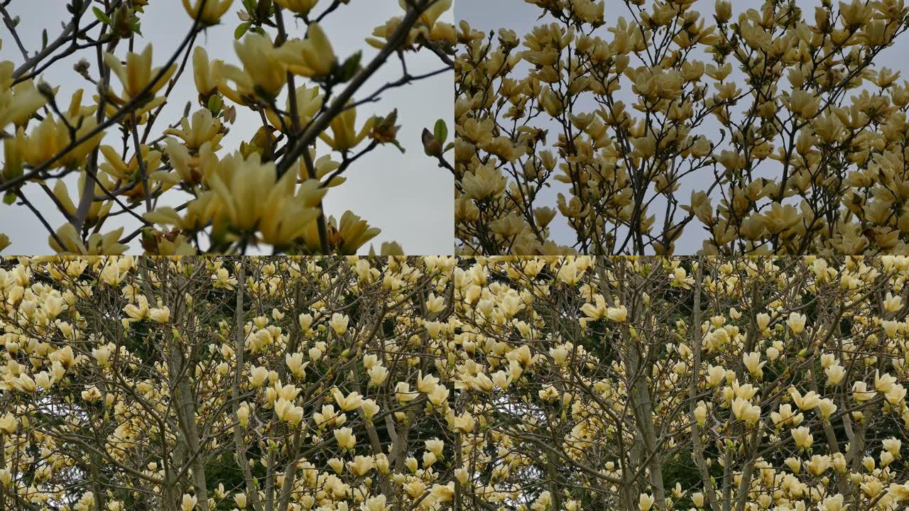 加拿大安大略省黄花树春季的金翅雀