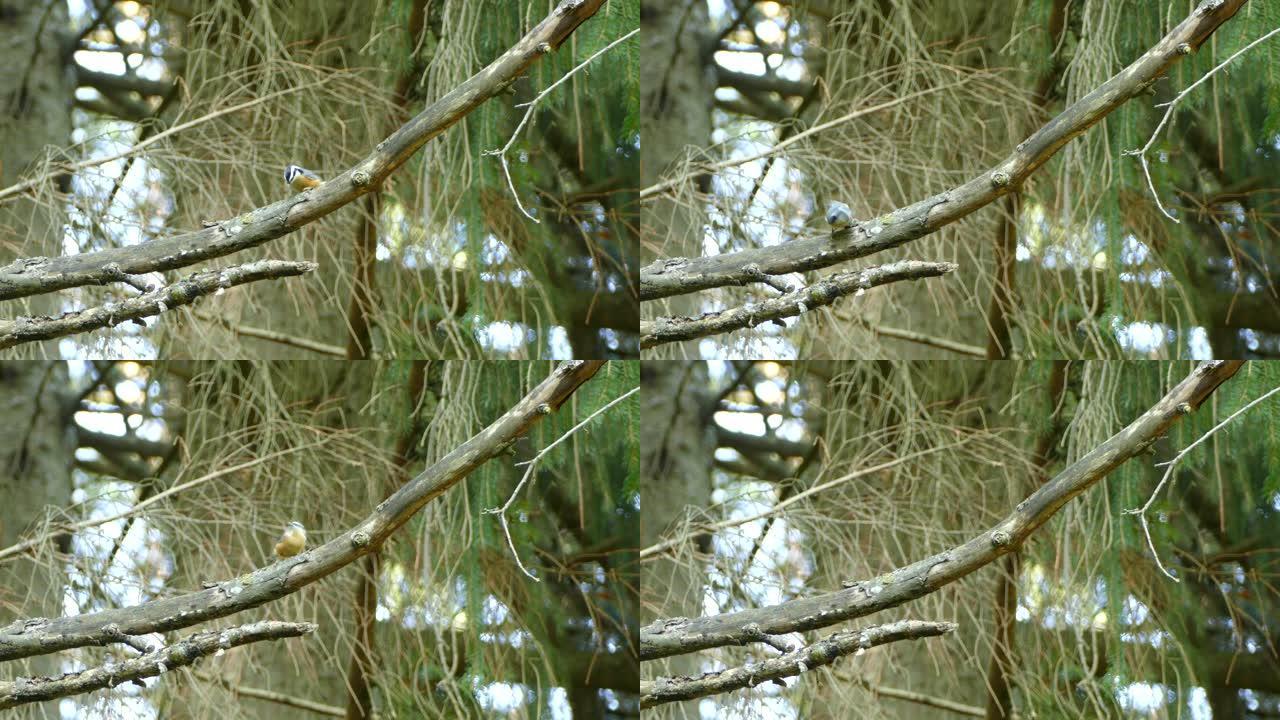 红胸五子的清晰镜头积极寻找树枝上的微小捕食