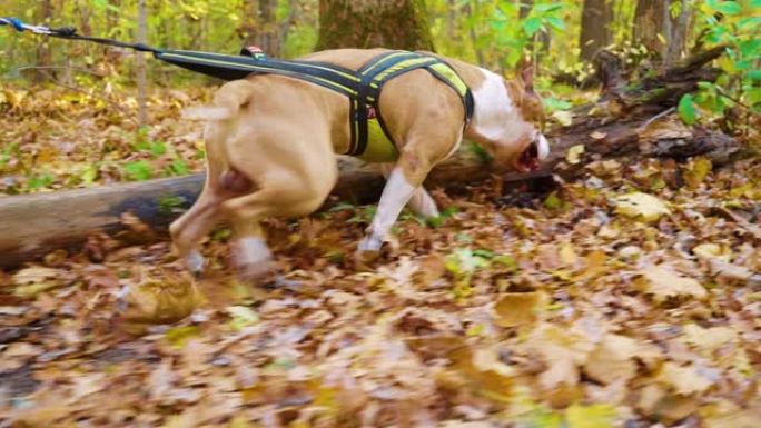 公狗美国斯塔福德郡梗在秋天的森林里撒尿