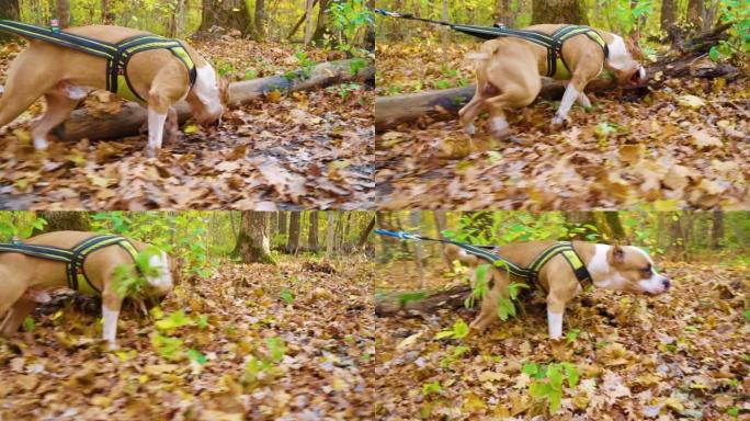 公狗美国斯塔福德郡梗在秋天的森林里撒尿