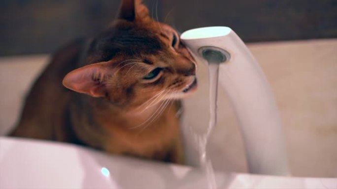 阿比西尼亚可爱的猫正在慢动作喝水。