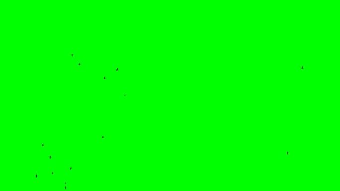在绿色的屏幕上清晰可见，一群黑鸟在天空中飞舞
