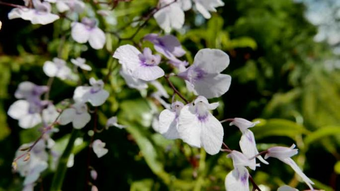 兰花花特写兰花盛开紫色兰花