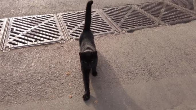 可爱的黑猫在伊斯坦布尔海贝利亚达街