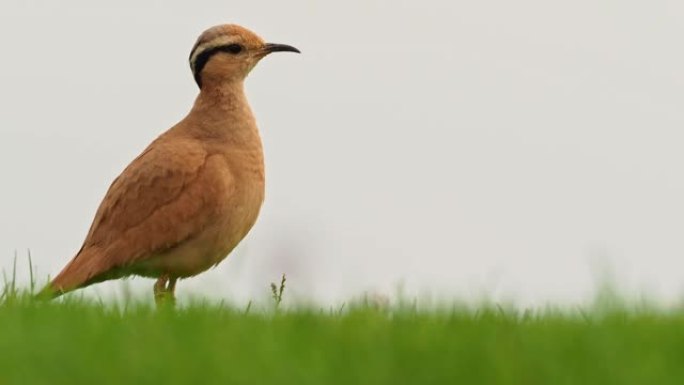 奶油色的Courser (Cursorius cursor) 在沙滩上的沙漠和海边的草地上，行走，奔