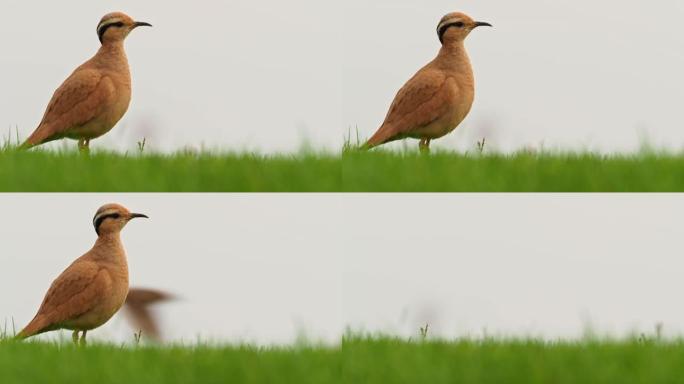 奶油色的Courser (Cursorius cursor) 在沙滩上的沙漠和海边的草地上，行走，奔